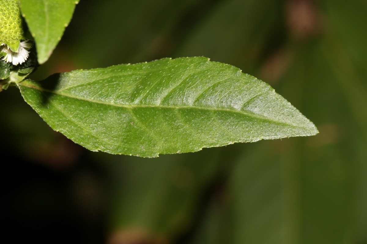 Eclipta prostrata (L.) L.